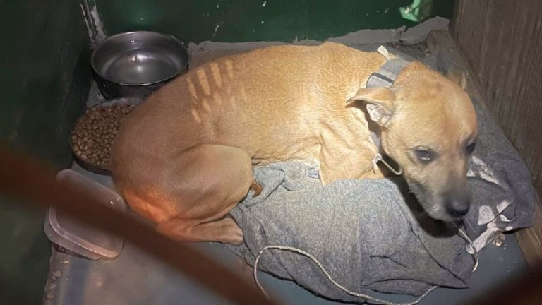 abandoned dog found in closet