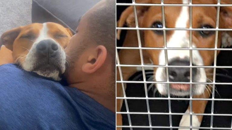 man holding a dog and scared dog in a kennel