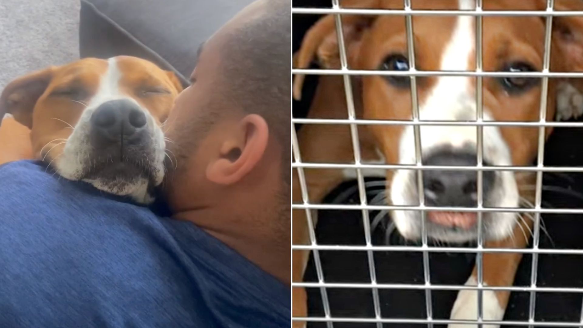 man holding a dog and scared dog in a kennel