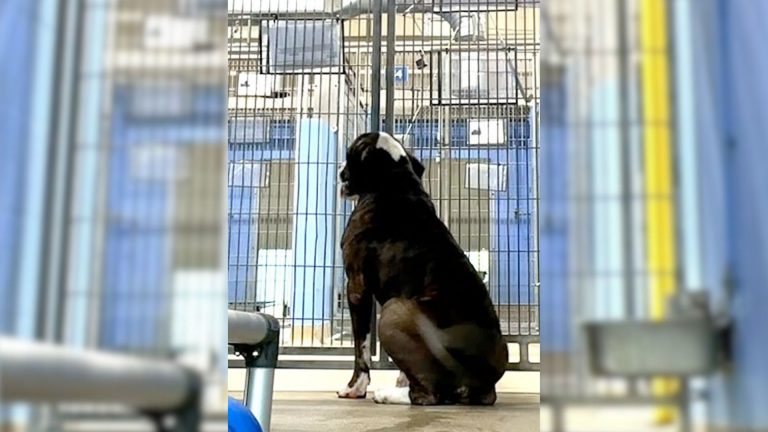 dog sitting in a kennel