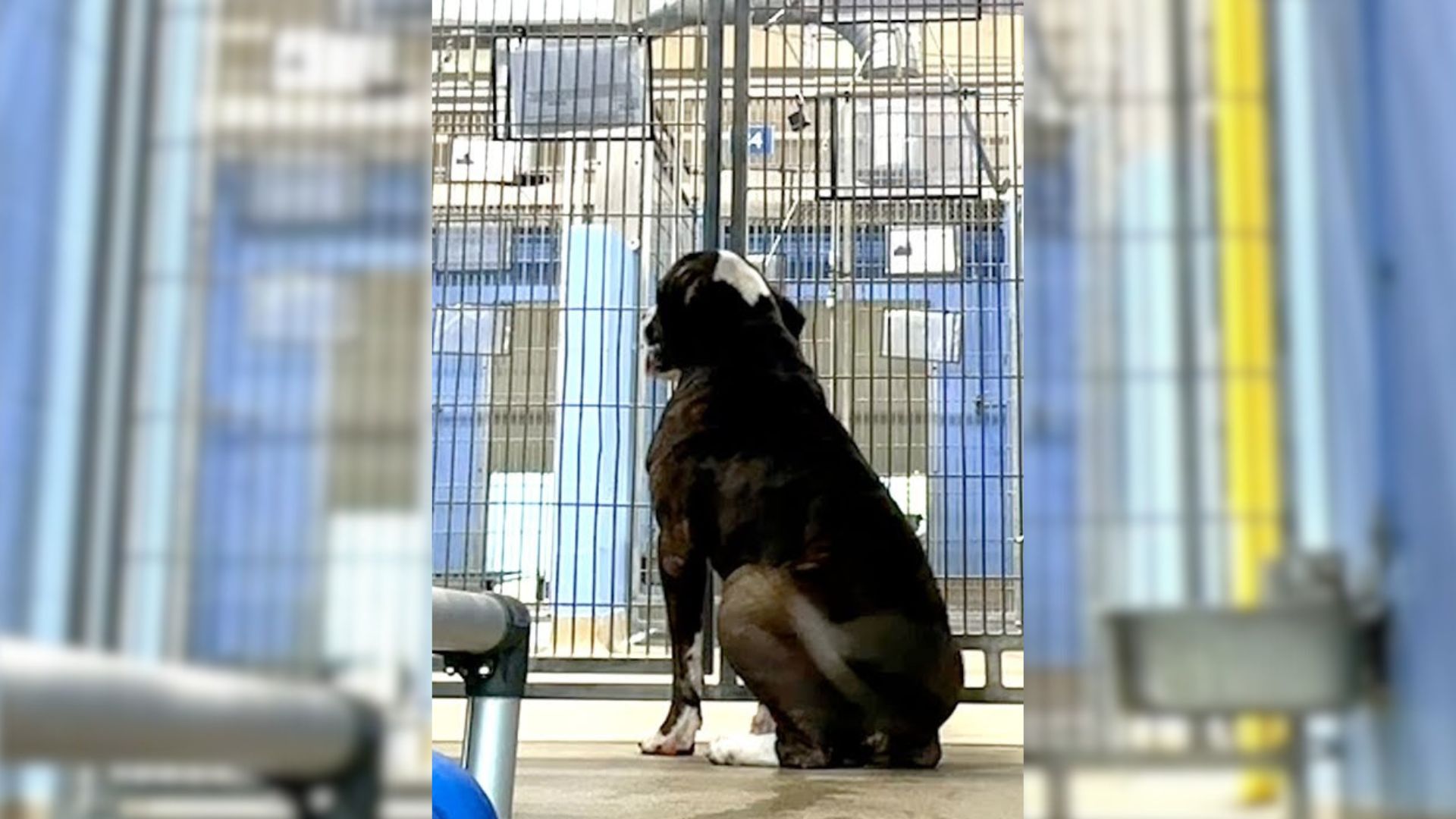 This Pup Was So Sad After Realizing That All Of His Friends Found A Home Except For Him