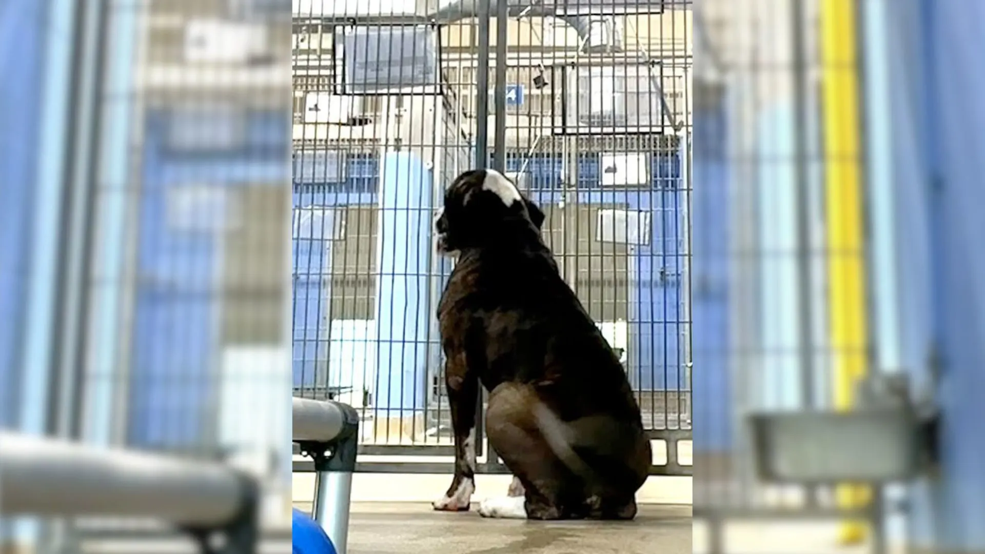 dog sitting in a kennel