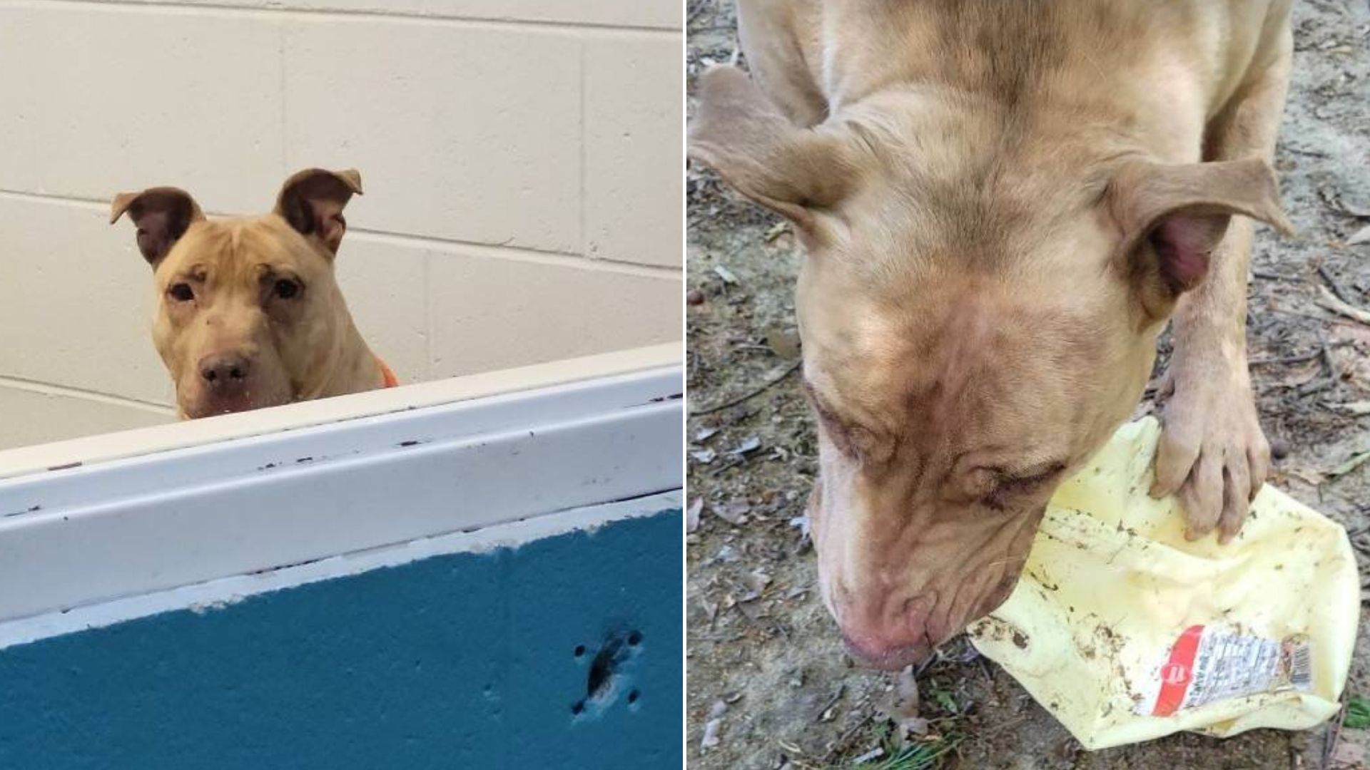 shelter puppy