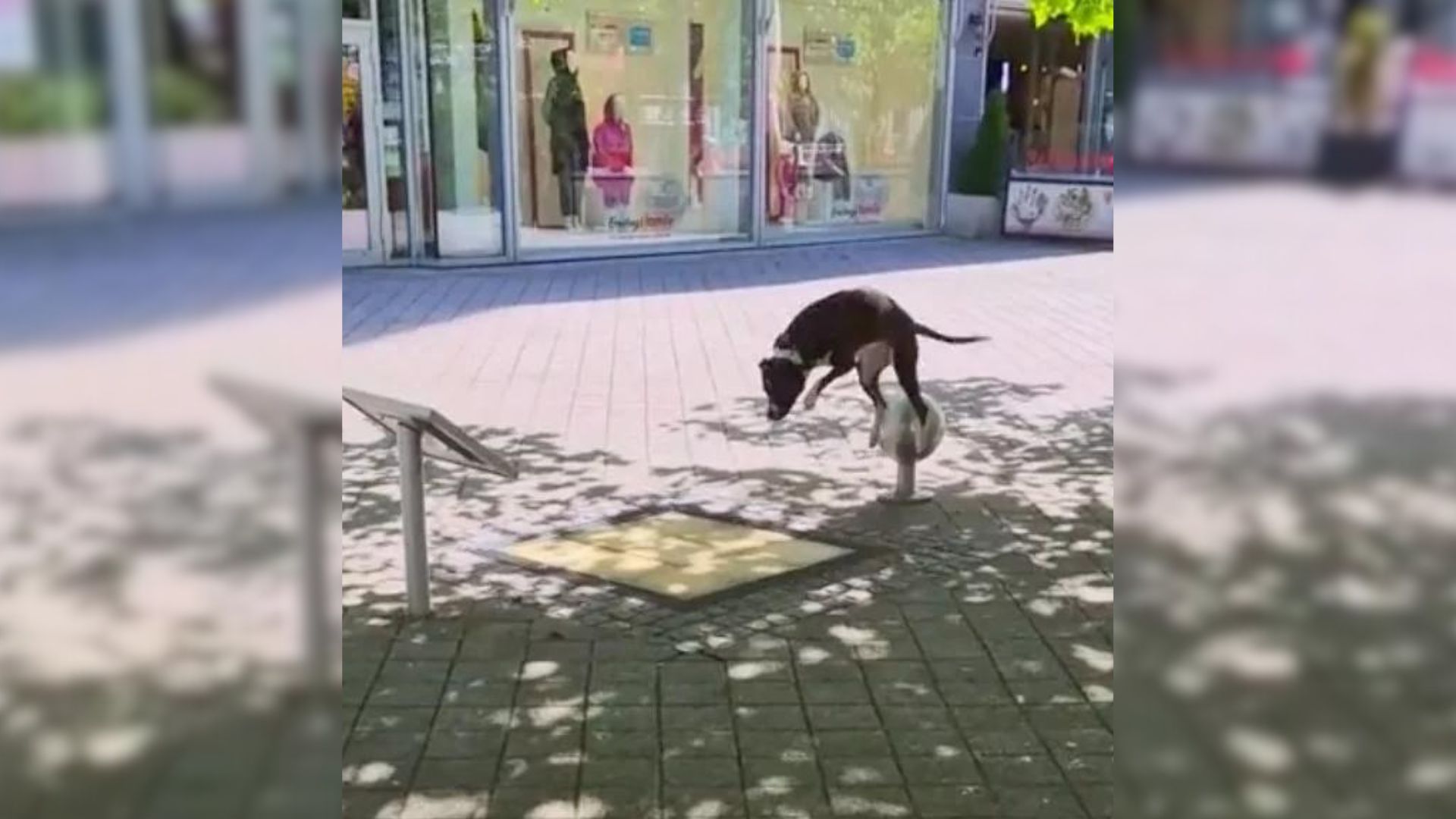 pittie disocvers talent