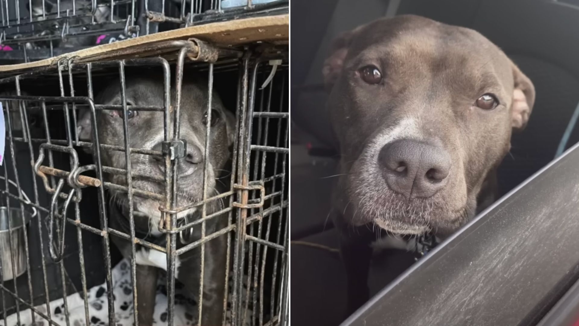 Woman Adopts Dog From Texas Shelter, Then Learns The Saddest Reason Behind Her Surrender