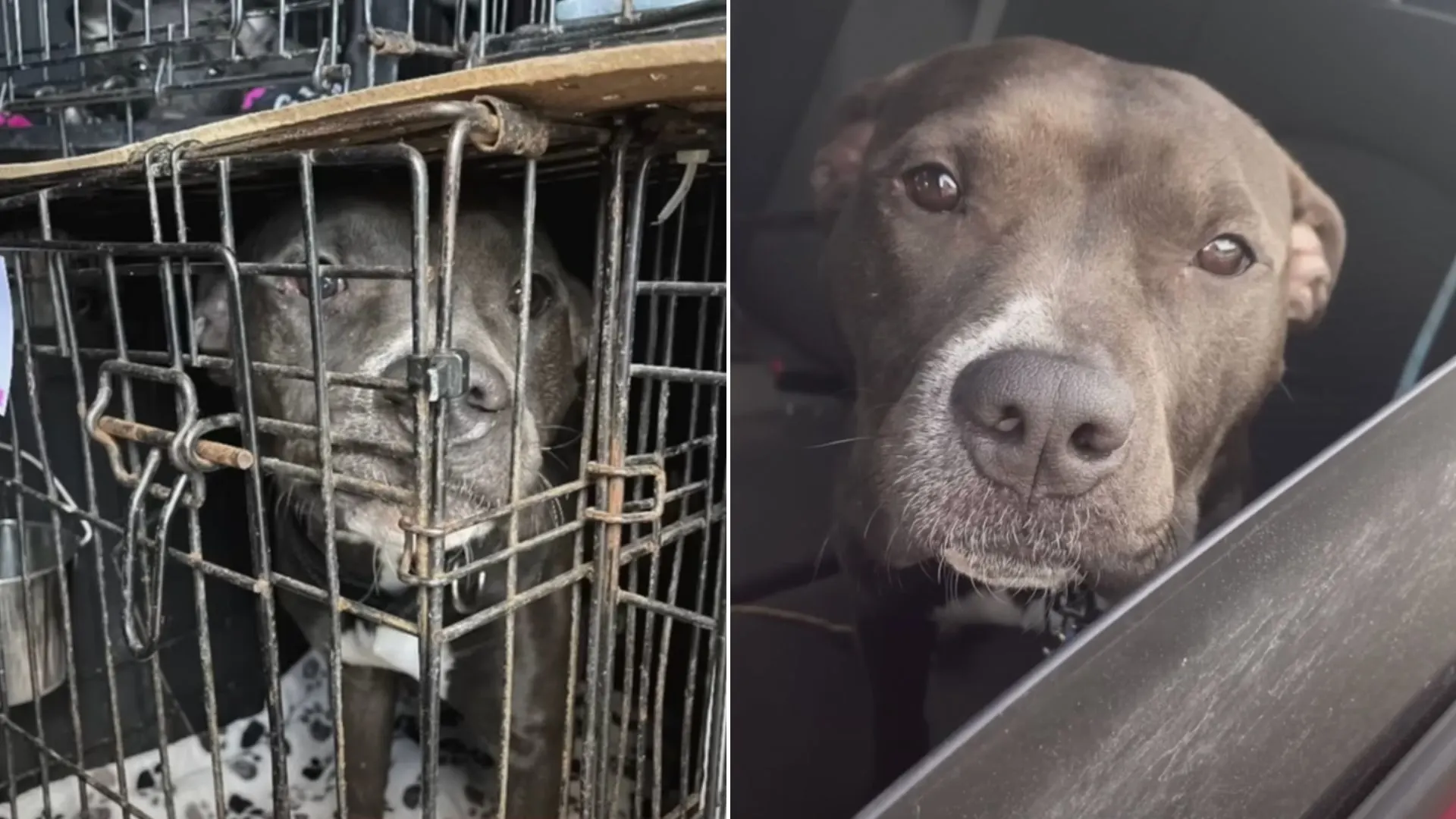Pittie Set To Be Euthanized