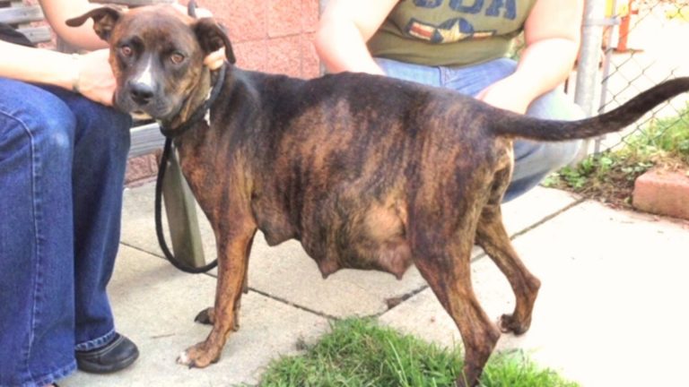 pregnant dog waiting to go in labor
