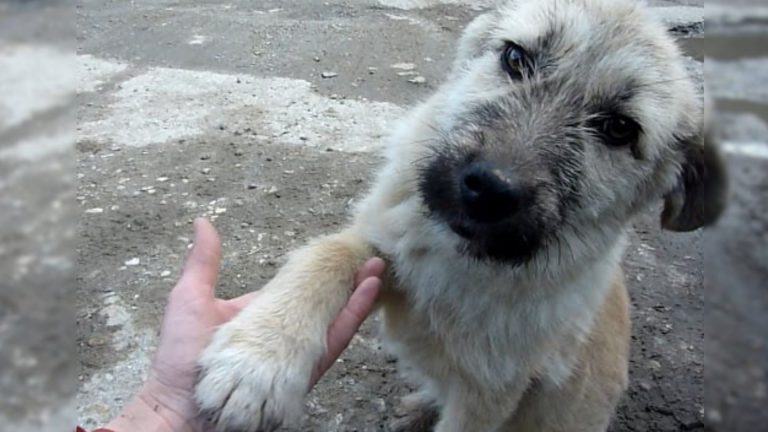 abandoned puppy on a road