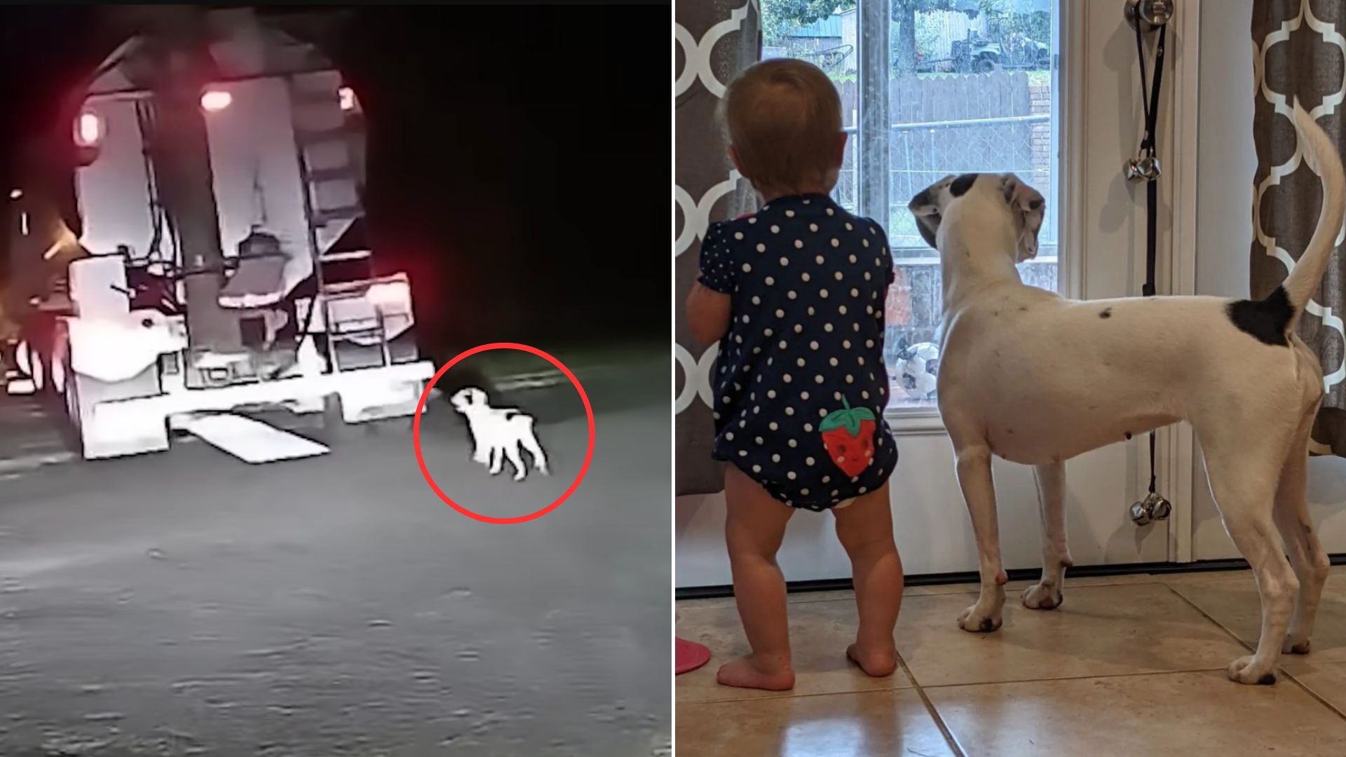 rescued puppy and 10 month old baby
