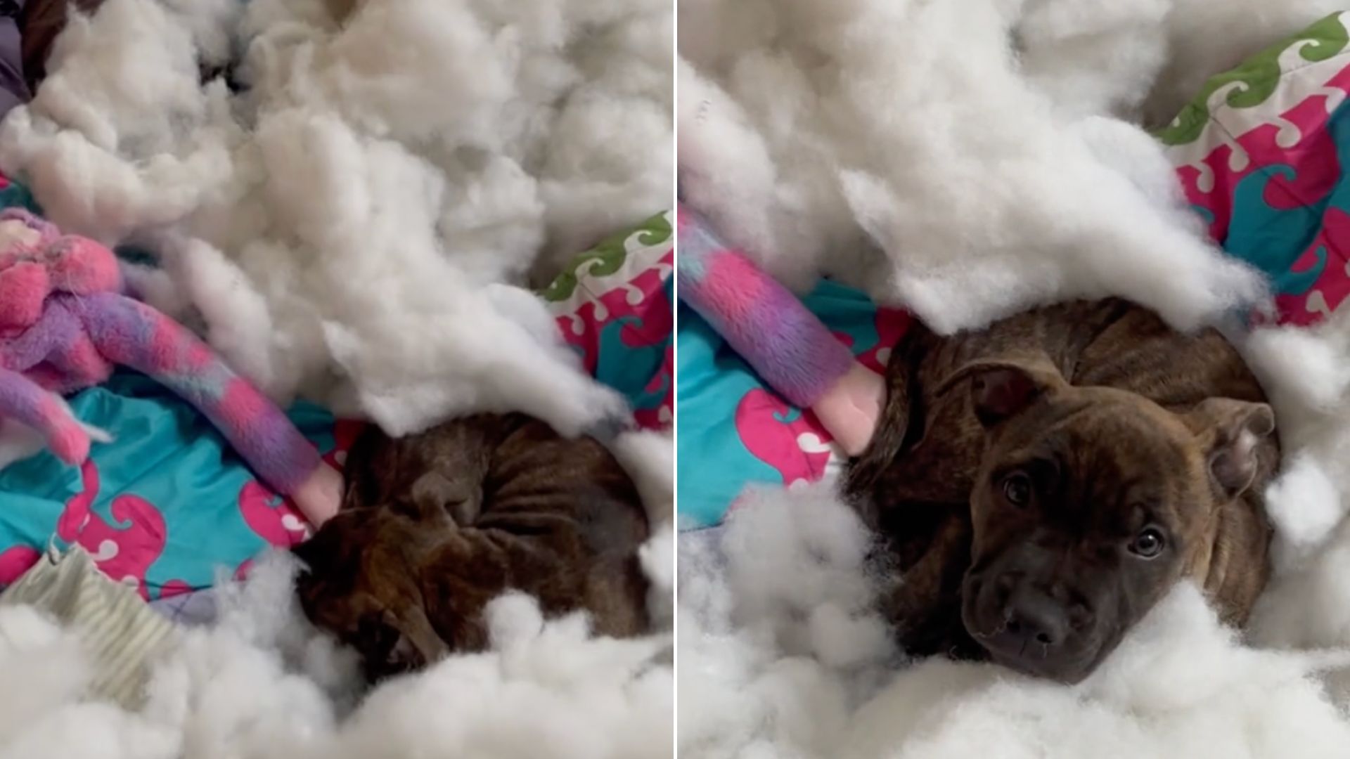 puppy shocked after the chair exploded
