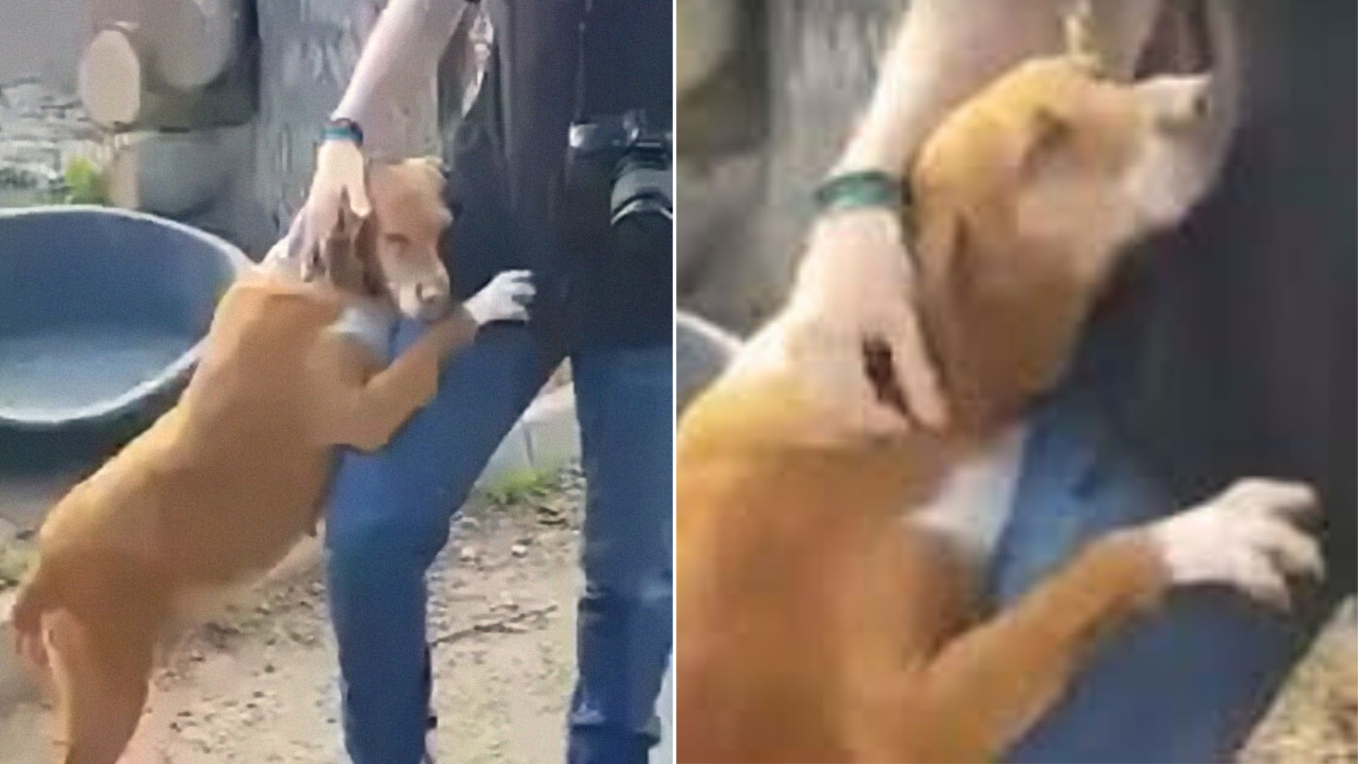 This Sweet Rescue Dog Hugging A Journalist Will Make Your Day Instantly