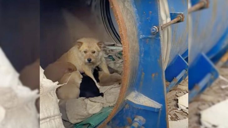 Rescer Was Shocked When She Realized That The Babies Of A Mama Dog Aren’t All Puppies 