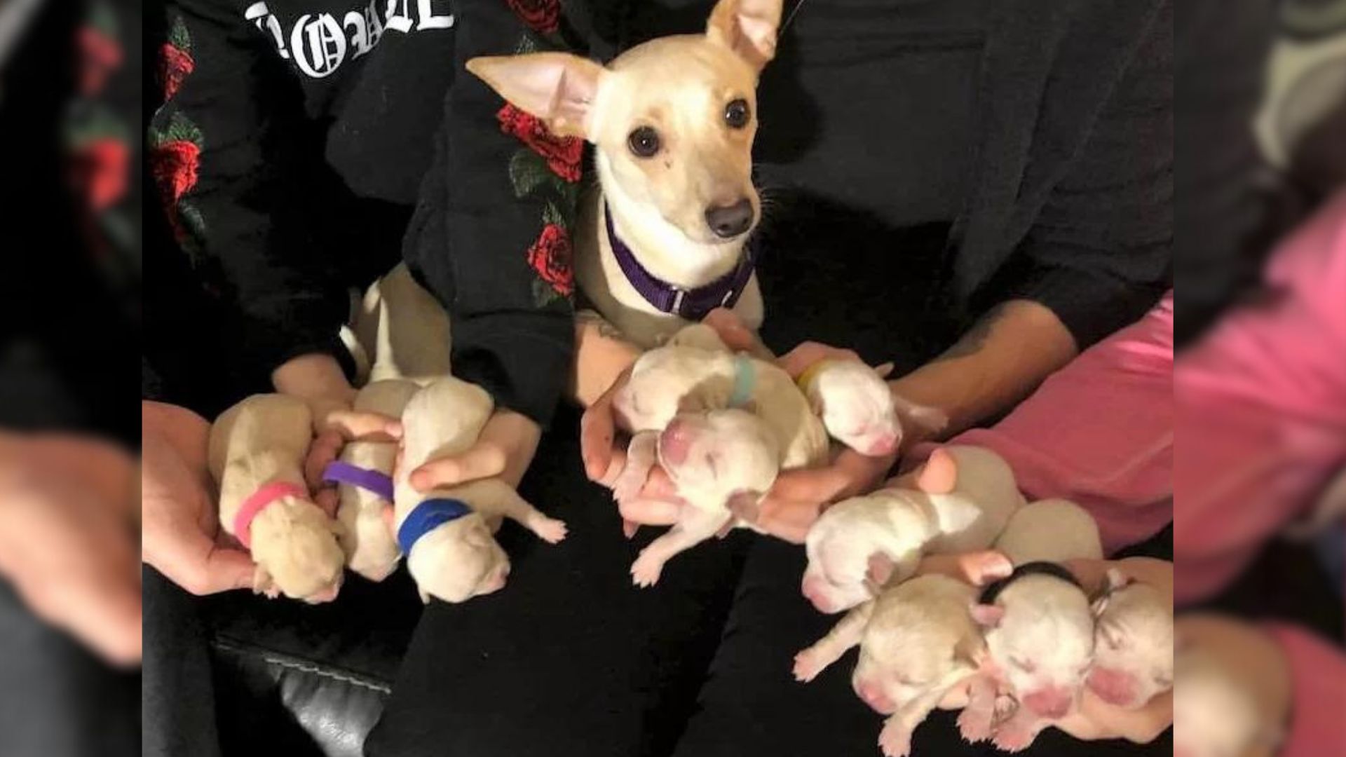 photo of chihuahua and eleven puppies