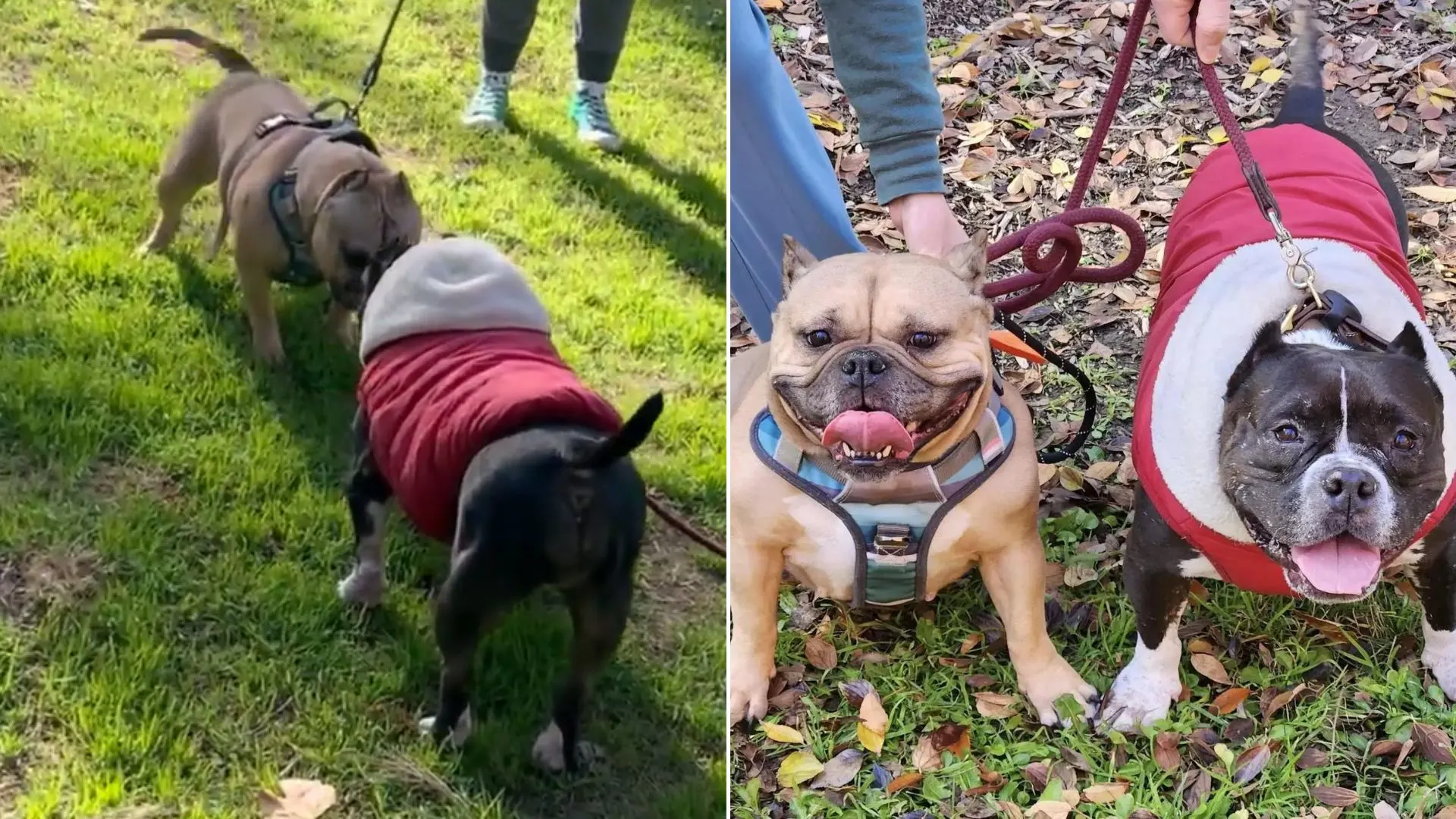 Perro rescatado se reúne con su hija después de una prueba de ADN