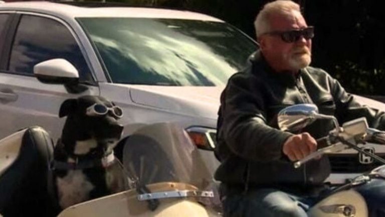 Rescue Dog Loves Riding Next To Her Owner In Her Motorcycle