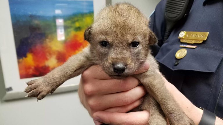 the puppy brought to the police station