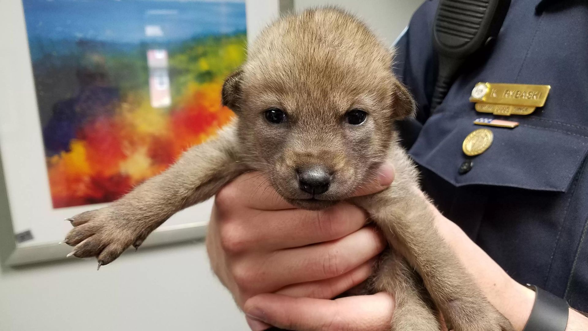 Policer Officers Saved A Puppy Only To Learn It Was Not Really A Puppy