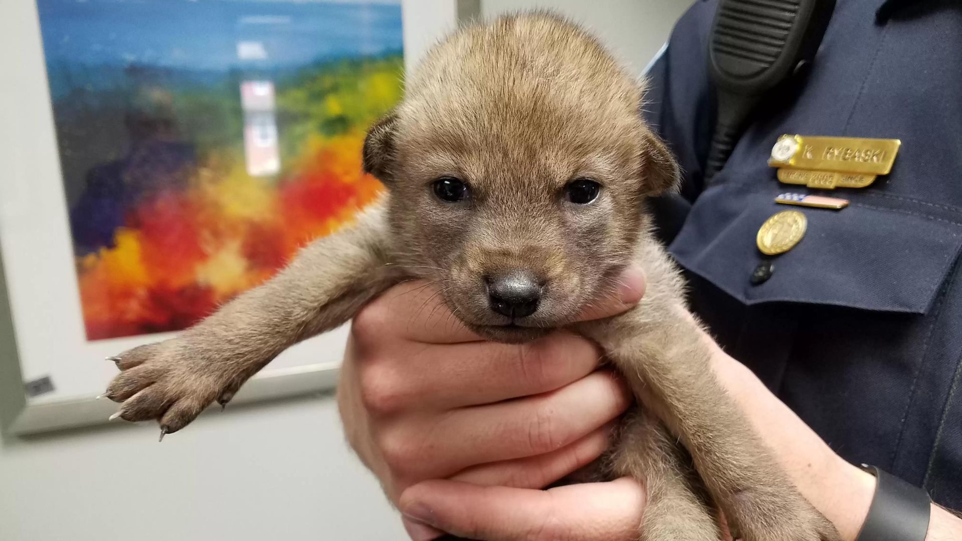 the puppy brought to the police station