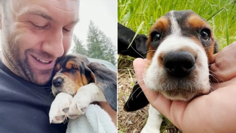 man saved dog