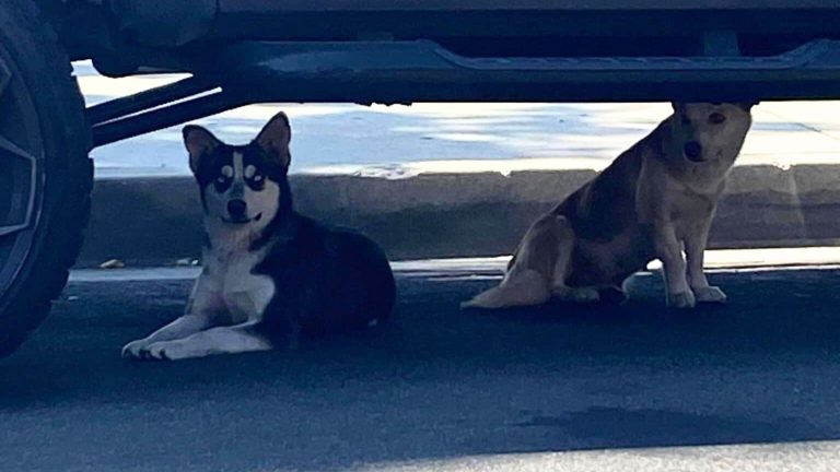 3 abandoned dogs