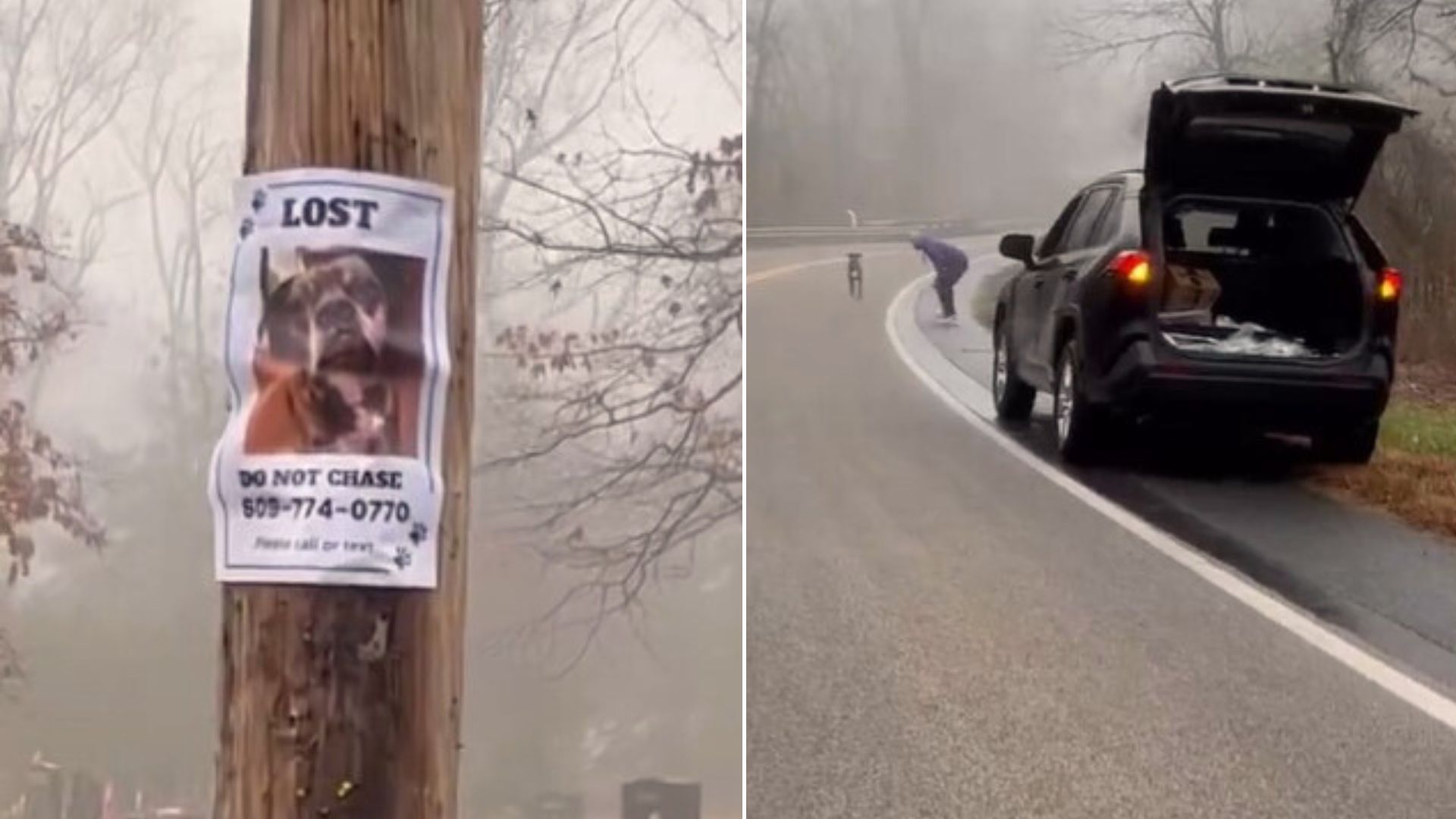 rescuer found a missing dog