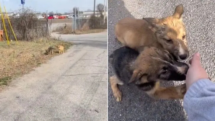 Giant-Hearted Woman Stops Her Car To Save Two Puppies Running Out Of A Box