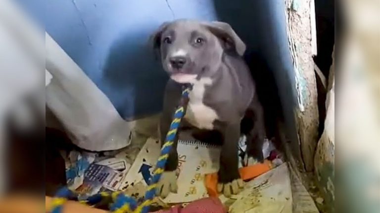 abandoned dog