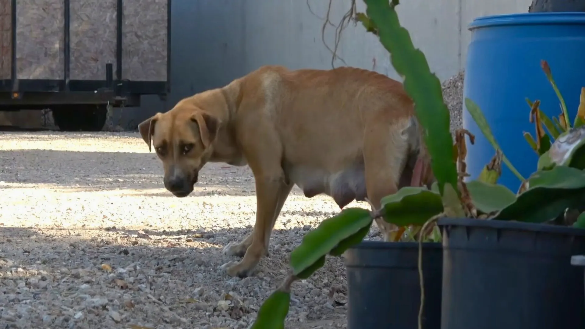 mom dog standing in a shadow