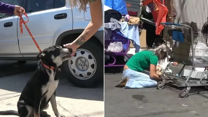 Rescuers Who Were Looking For An Abandoned Dog Found Somebody In Need Of Help, Too 