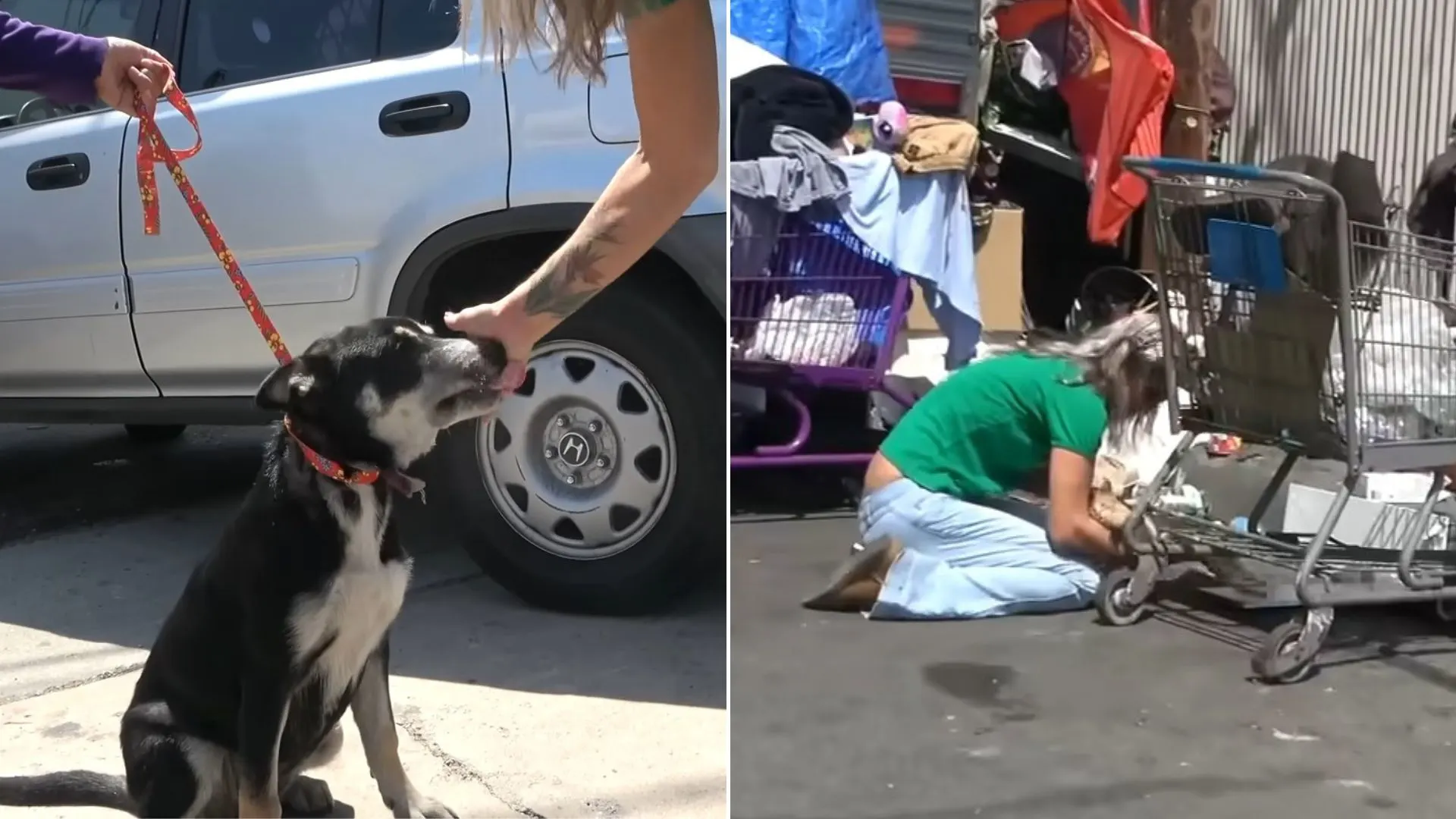 Rescuers Who Were Looking For An Abandoned Dog