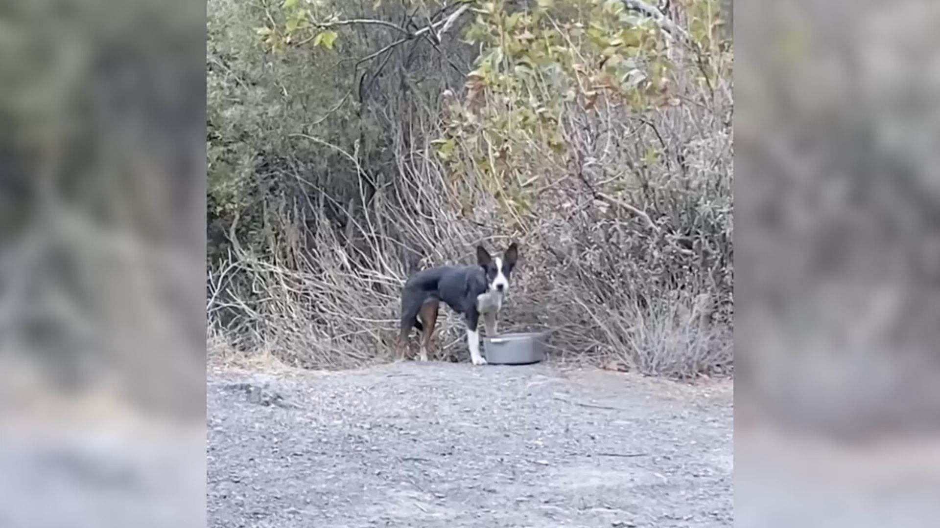 Scared Puppy Left Deep In Cleveland National Forest Becomes The Friendliest Dog