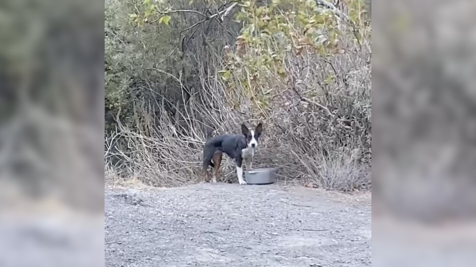 Scared Dog Found Abandoned Deep In The Forest