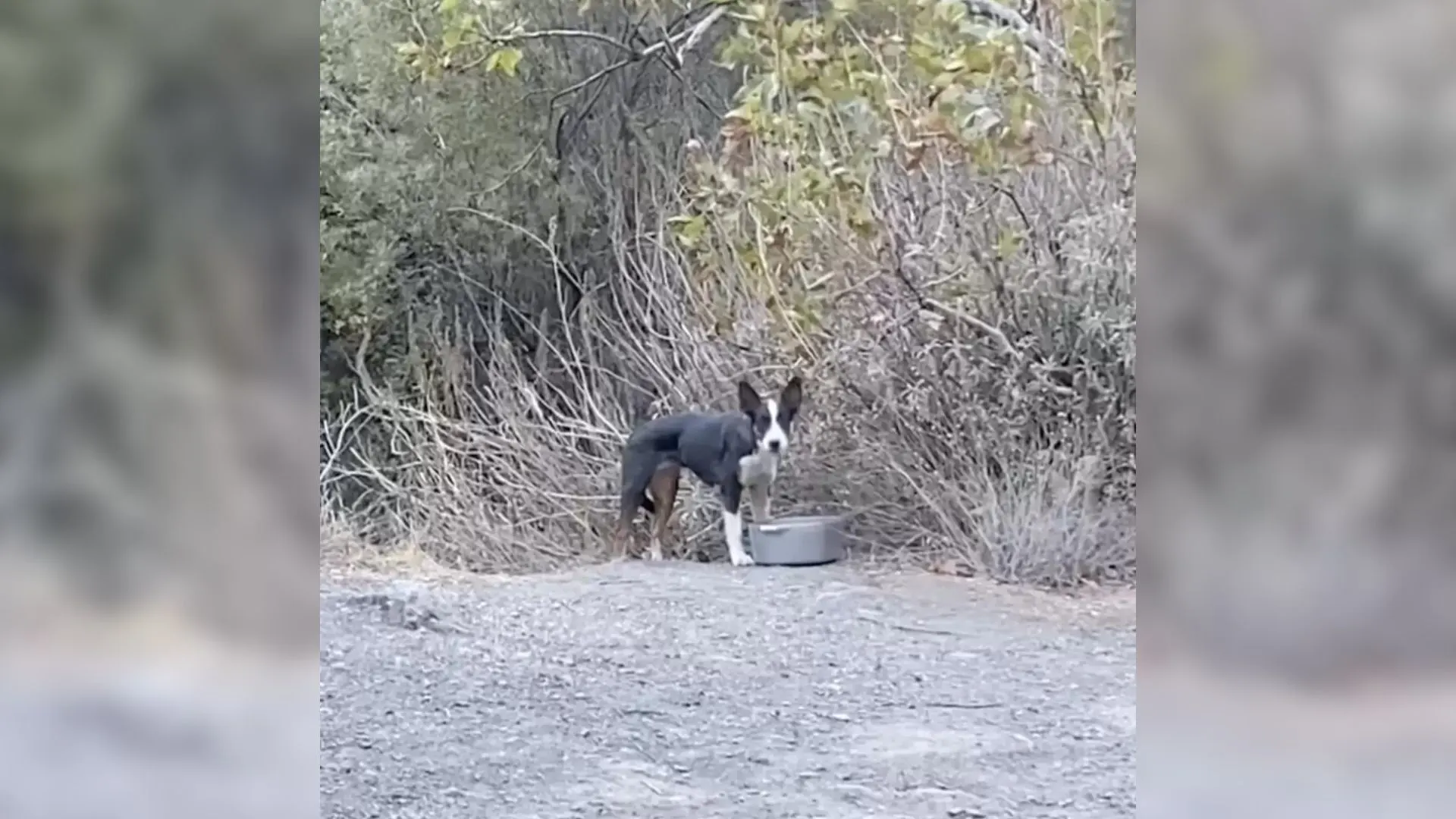 Scared Dog Found Abandoned Deep In The Forest