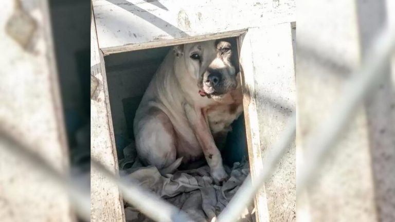 dog in a doghouse