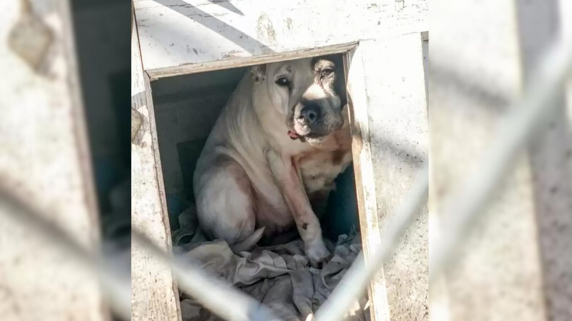 dog in a doghouse