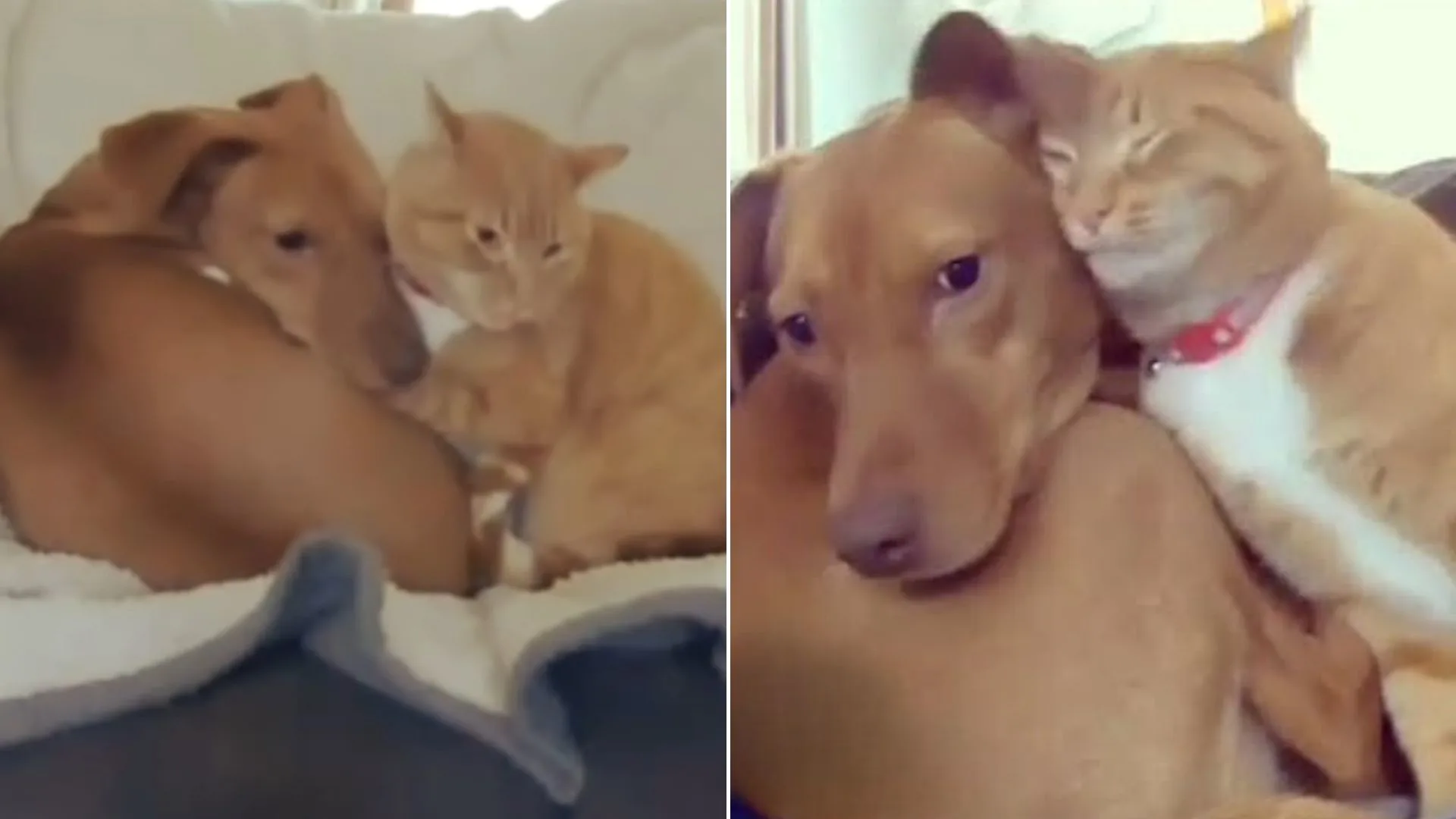 Una cámara secreta revela un gato que consuela a un perro ansioso cuando nadie está mirando