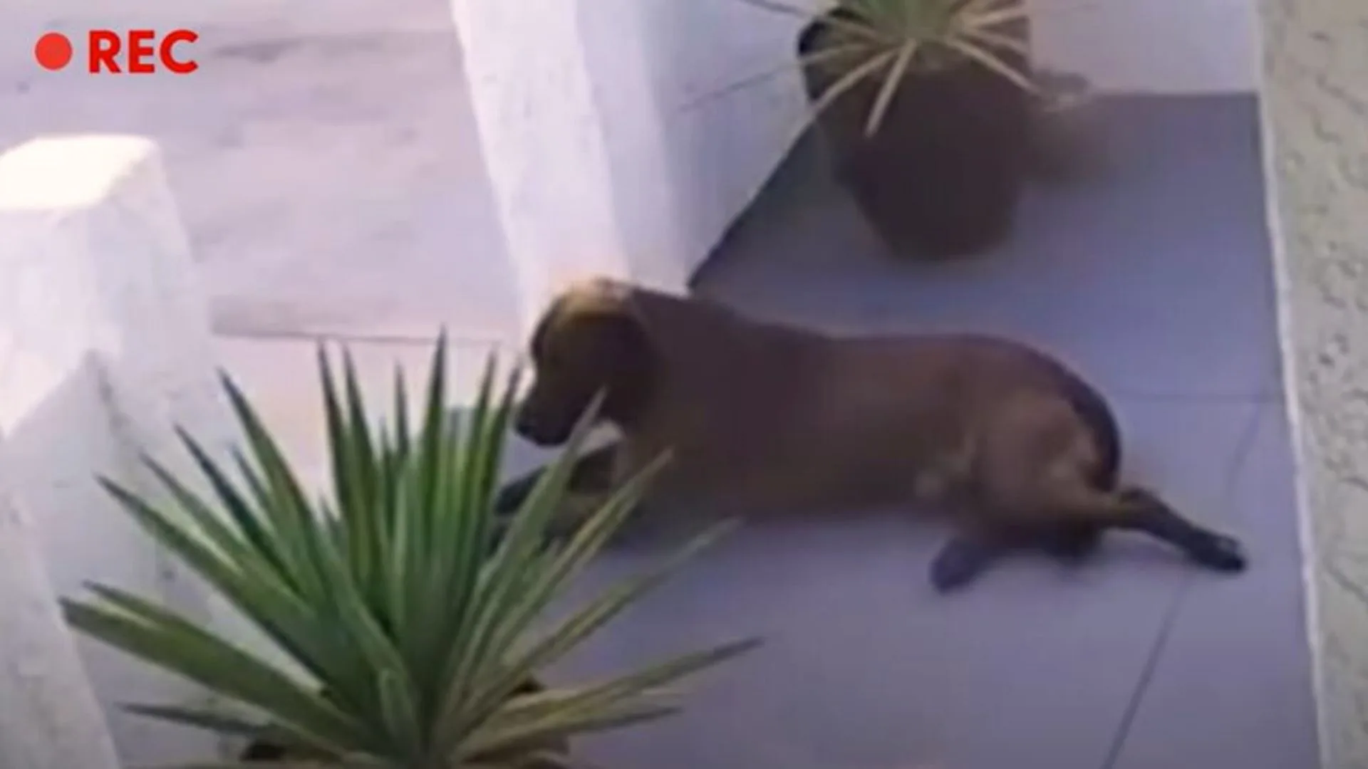 Una cámara de seguridad capta un perro callejero que sigue apareciendo en la puerta de una mujer