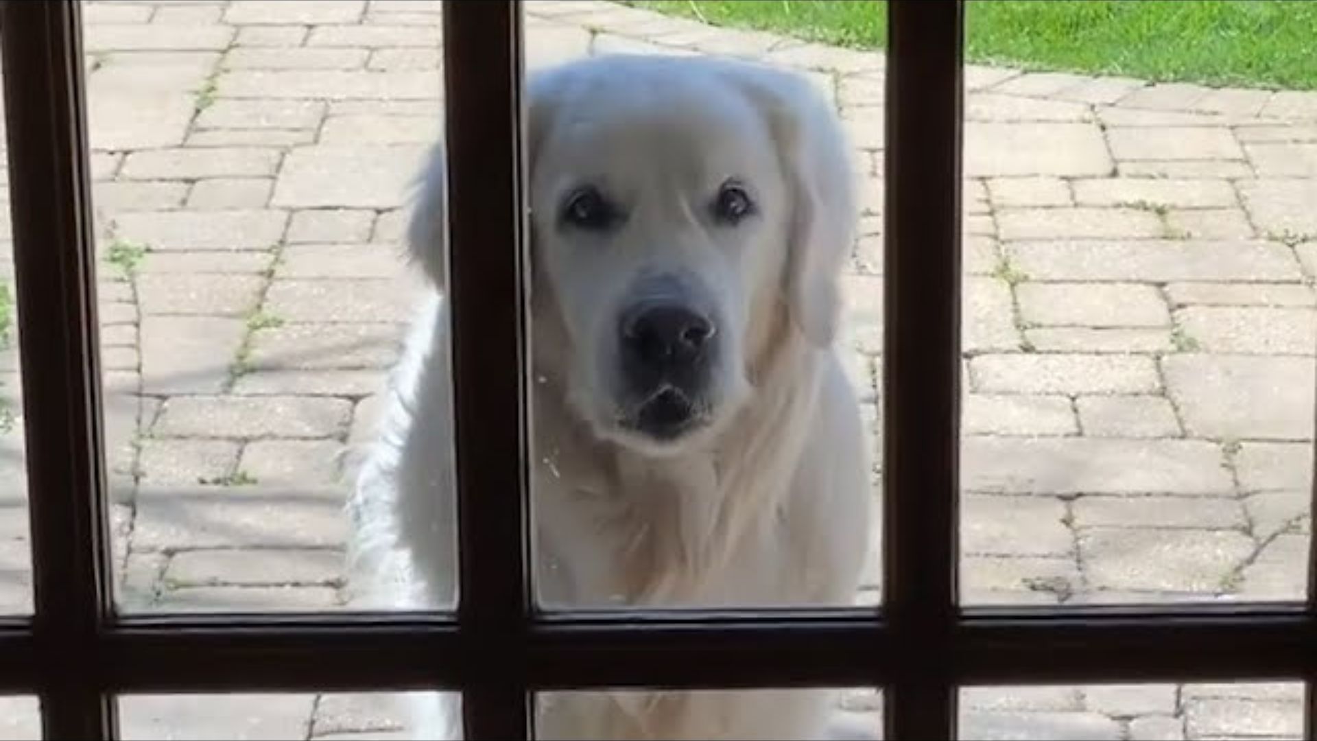 senior golden retriever dog