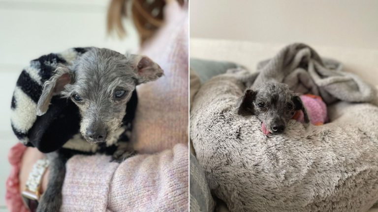senior poodle lying