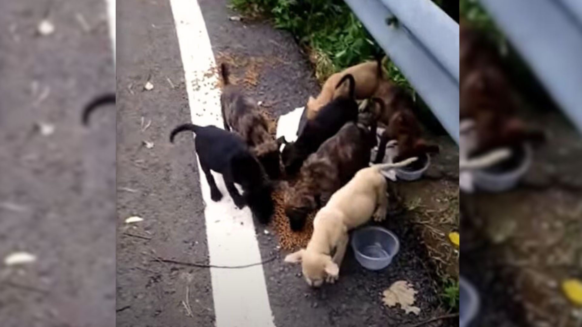 seven puppies on the side of the road