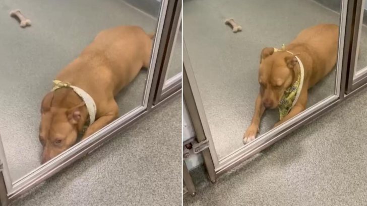 Shelter Dog Starts Losing Hope After More Than 100 Days Of Waiting To Be Adopted