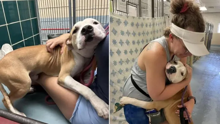 Shelter Pup Can’t Stop Hugging Everybody He Meets, Hoping They’ll Adopt Him