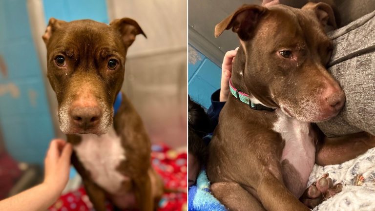 Shelter Pup Is Confused