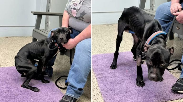 skinny stray puppy on purple carpet