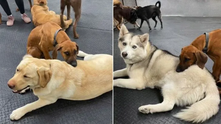 This Dog Using Other Canines As His Headrest Will Warm Your Heart