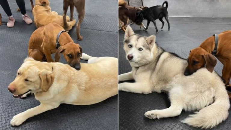 the sleepy dog leaned against the other dogs