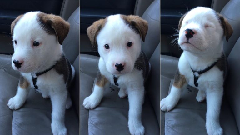 cute little puppy