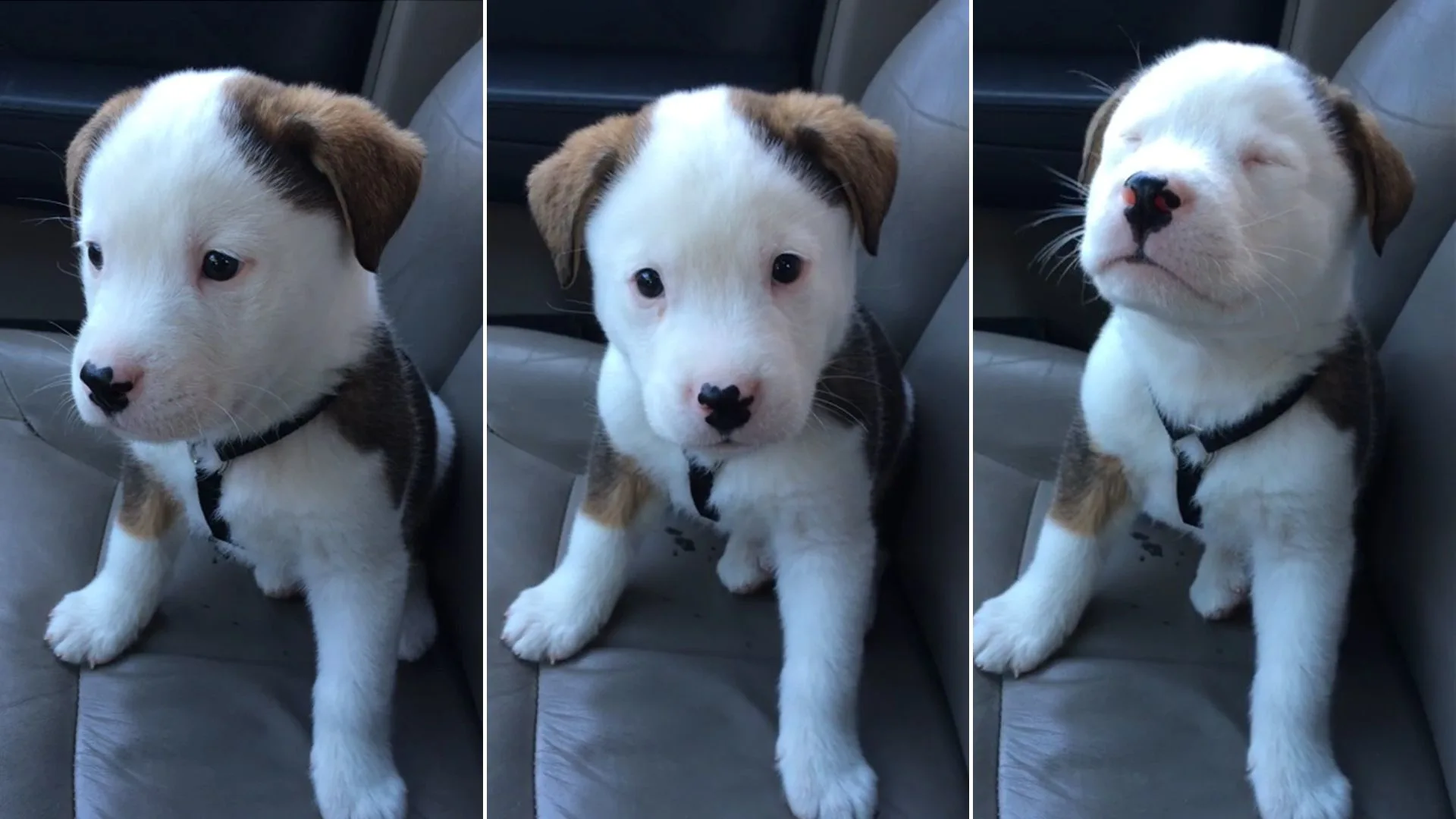 Startled By His Own Hiccups, This Adorable Little Puppy Tries To Scare Them Away