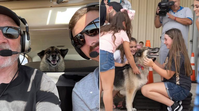 dog reunited with the family