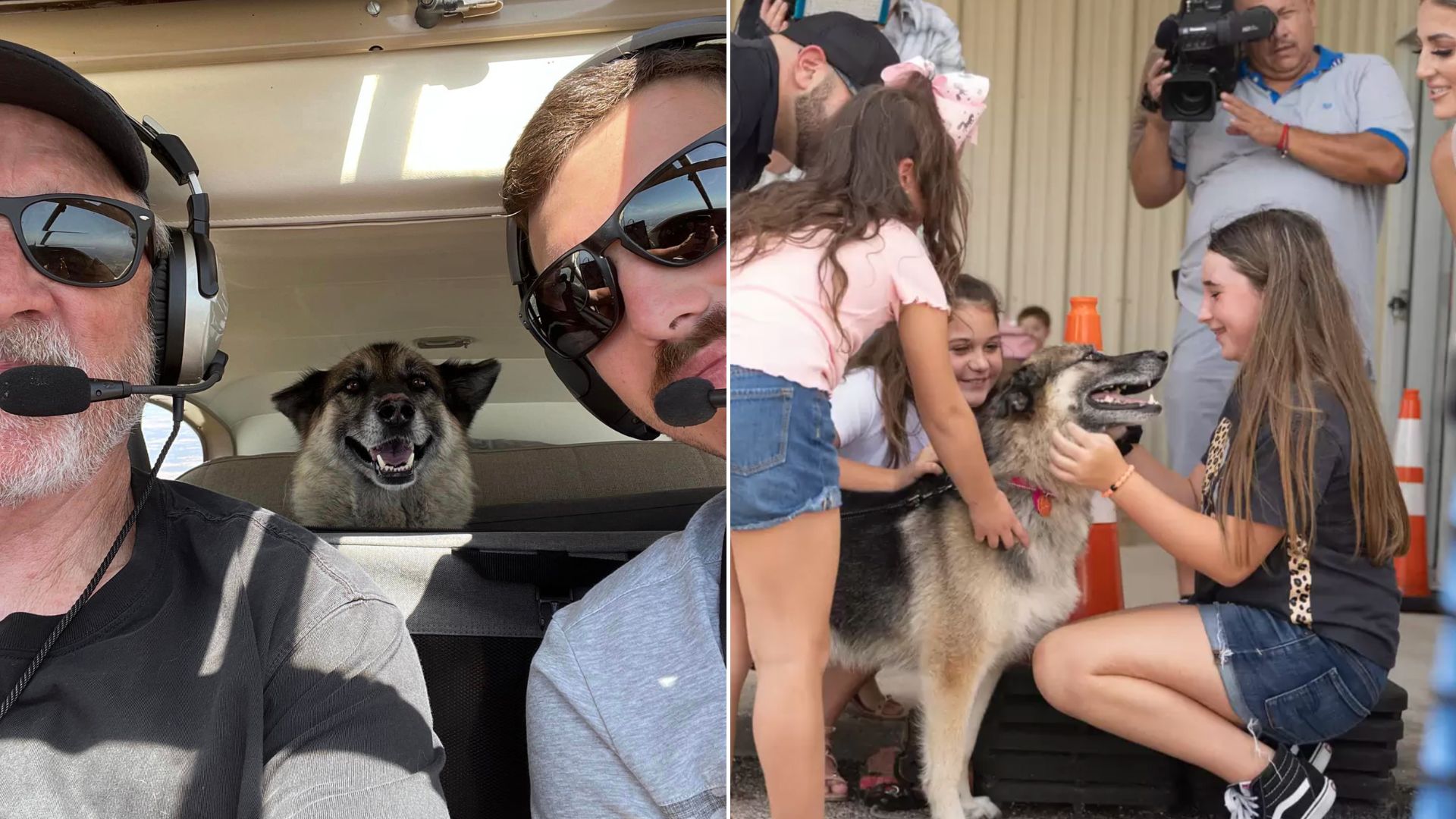 dog reunited with the family